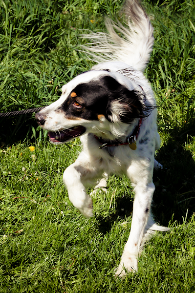 Jesse at Dog House Adoptions