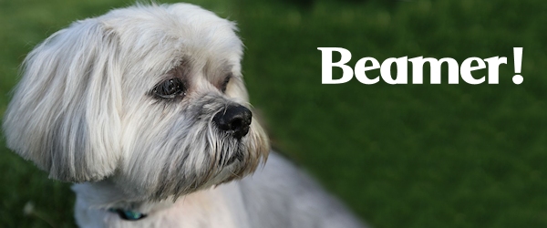 Beamer at Dog House Adoptions