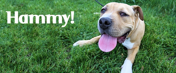 Hammy at Dog House Adoptions