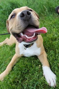 Hammy at Dog House Adoptions