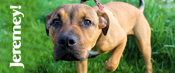 Jeremey at Dog House Adoptions