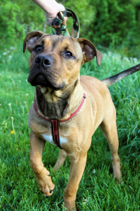 Jeremey at Dog House Adoptions