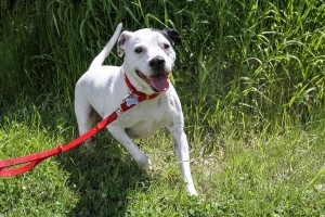 Molly at Dog House Adoptions