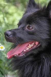 Larry at Dog House Adoptions