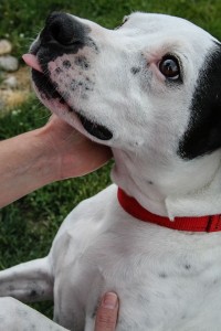 Molly at Dog House Adoptions