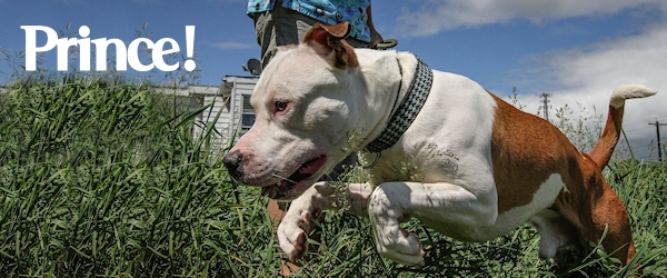 Prince at Dog House Adoptions