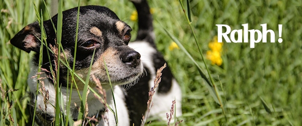 Ralph at Dog House Adoptions