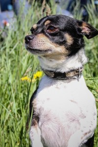 Ralph at Dog House Adoptions