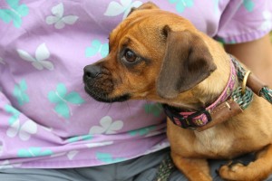 Kate Lynne at Dog House Adoptions