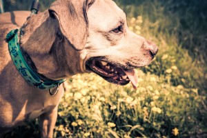 Pooch at Dog House Adoption