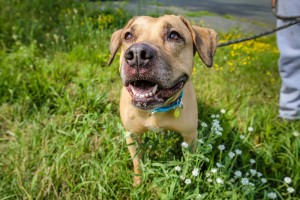 Pooch at Dog House Adoption