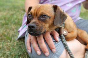 Kate Lynne at Dog House Adoptions