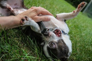 Willie at Dog House Adoptions