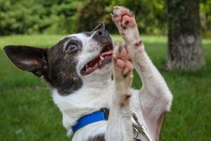 Willie at Dog House Adoptions