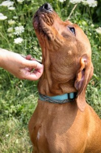 Gracie at Dog House Adoptions