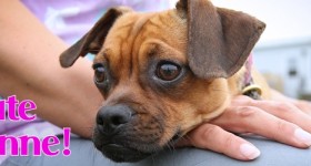 Kate Lynne at Dog House Adoptions