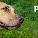 Pooch at Dog House Adoption