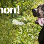 Solomon at Dog House Adoptions