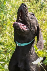 Solomon at Dog House Adoptions