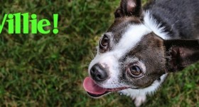 Willie at Dog House Adoptions
