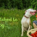 Zachary helps Dog House Adoptions