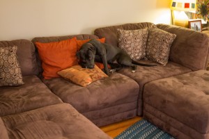 Ebony on the Couch