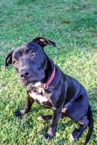 Ebony Jean at Dog House Adoptions