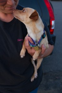 Capone at Dog House Adoptions