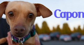 Capone at Dog House Adoptions