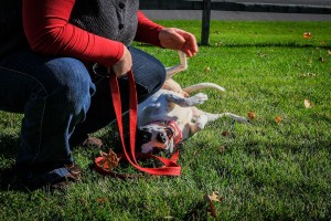 Daisy at Dog House Adoptions