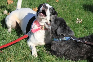 Daisy at Dog House Adoptions