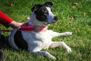 Daisy at Dog House Adoptions