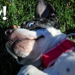 Daisy at Dog House Adoptions