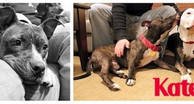 ADOPTED! Katie, the Perkiest Little Pitbelle, now on Skis!