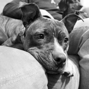 Katey at Dog House Adoptions