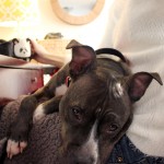 Katie at Dog House Adoptions