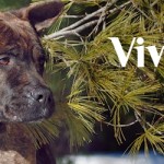 Vivian at Dog House Adoptions