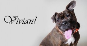 ADOPTED! Vivian finds forever love!