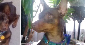 ADOPTED! Trevor Martin the Mischievous Min Pin!