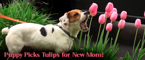 Rescued Mill Pup Picks Tulips for New Mom on Mother’s Day!