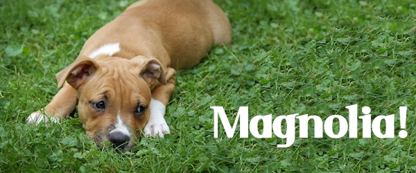 Magnolia at Dog House Adoptions