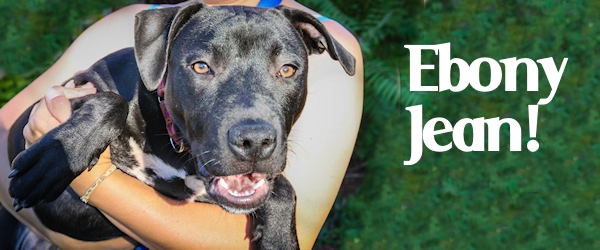 Ebony Jean at Dog House Adoptions